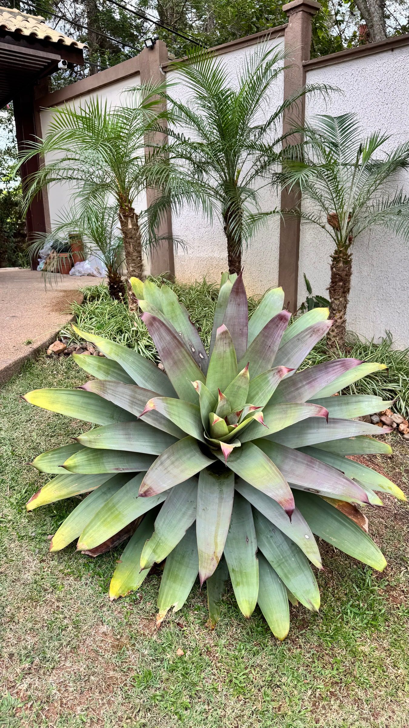 Bromélia imperial plantada no gramado, com palmeiras ao fundo